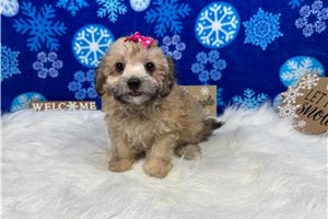 Carina - Havapoo for sale