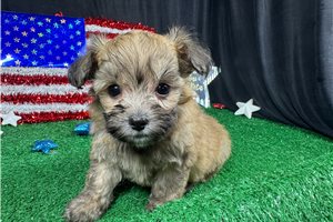 Hunter - Havapoo for sale