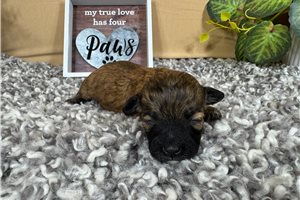 Hannah - puppy for sale