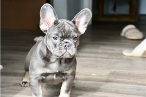Maurice - French Bulldog for sale