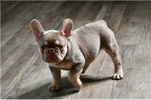 Mariah - puppy for sale