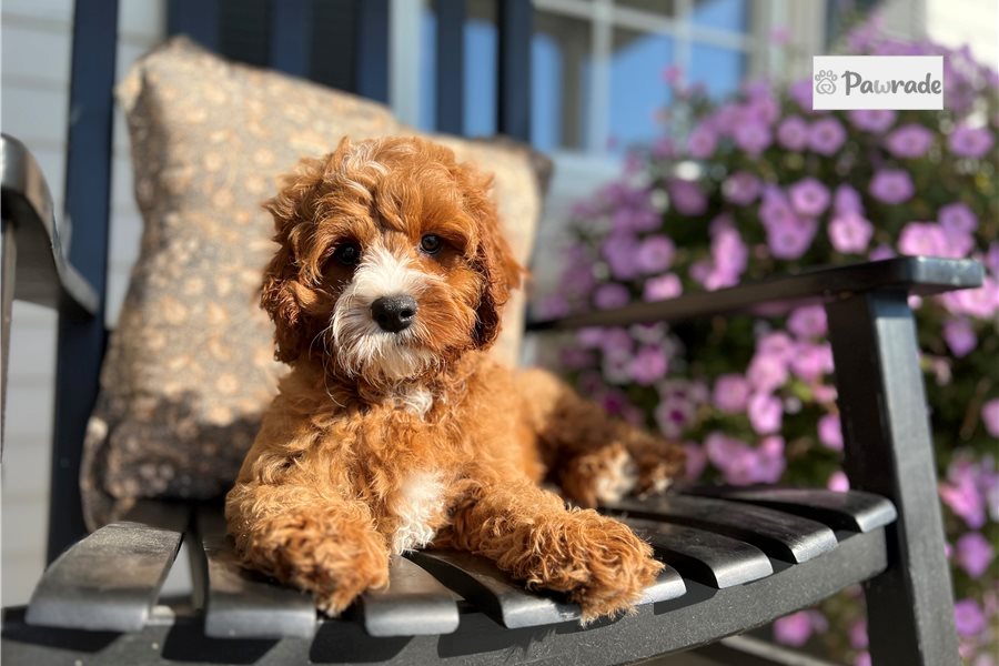 Ezekiel, male Cavapoo puppy for sale