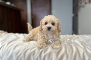 Ashlee - Bich-Poo - Bichpoo for sale