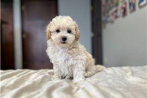 Atticus - Bich-Poo - Bichpoo for sale