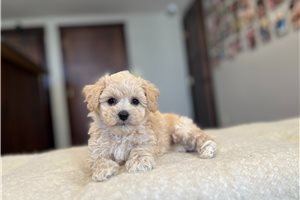 Ashlee - Bich-Poo - Bichpoo for sale