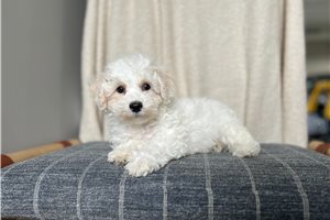 Zinc - Bich-Poo - Bichpoo for sale