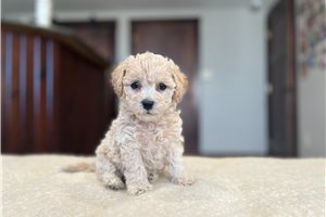 Zena - puppy for sale
