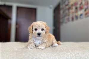 Andrea - Bich-Poo - Bichpoo for sale