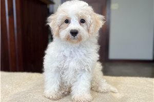 Zinc - Bich-Poo - Bichpoo for sale