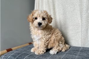 Zeke - Bich-Poo - Bichpoo for sale