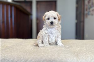 Atticus - puppy for sale