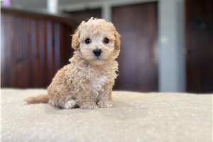 Zeke - Bich-Poo - Bichpoo for sale