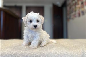 Zinc - Bich-Poo - Bichpoo for sale