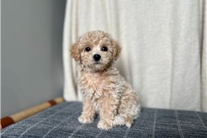 Zelda - Bich-Poo - Bichpoo for sale