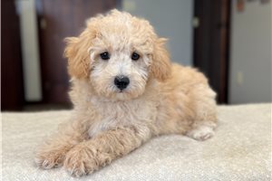 Zeke - Bich-Poo - Bichpoo for sale