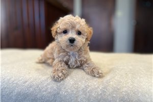 Zachary - Bich-Poo - Bichpoo for sale