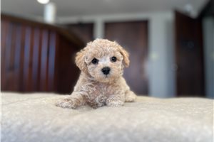 Zelda - Bich-Poo - Bichpoo for sale