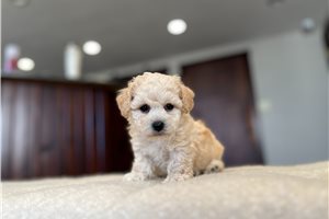 Adam - Bich-Poo - Bichpoo for sale