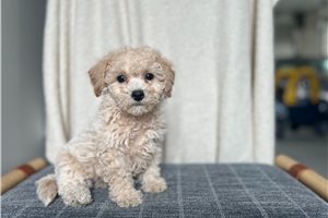 Zena - Bich-Poo - Bichpoo for sale