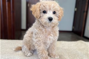 Zelda - Bich-Poo - Bichpoo for sale