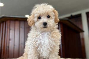 Atticus - Bich-Poo - Bichpoo for sale