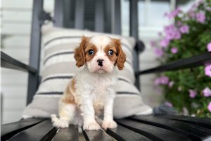 Bantam - Cavalier King Charles Spaniel for sale