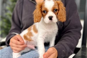 Bantam - Cavalier King Charles Spaniel for sale