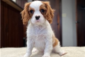 Sebastian - Cavalier King Charles Spaniel for sale