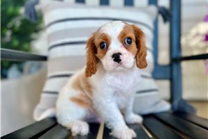 Bantam - Cavalier King Charles Spaniel for sale