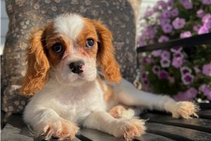Bantam - Cavalier King Charles Spaniel for sale