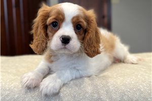 Rhodes - Cavalier King Charles Spaniel for sale