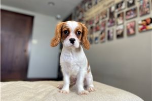 Bantam - Cavalier King Charles Spaniel for sale