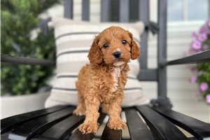 Estelle - puppy for sale