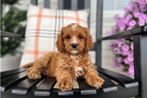 Ezra - puppy for sale