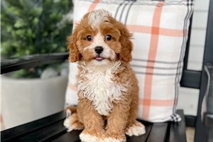 Dante - Cavapoo for sale