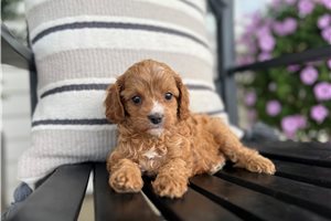 Eudora - Cavapoo for sale