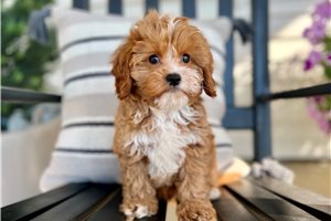 Dargo - Cavapoo for sale