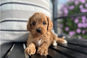Esme - puppy for sale
