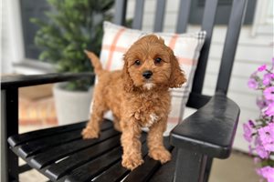 Ester - Cavapoo, placed in Fort Wayne