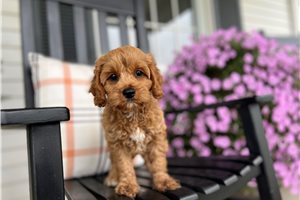 Esme - puppy for sale