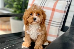 Dargo - Cavapoo for sale