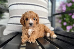 Erin - puppy for sale