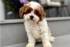 Danica - Cavapoo for sale