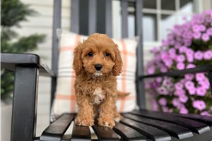 Etta - puppy for sale