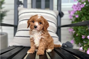 Dargo - puppy for sale