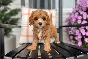 Erin - puppy for sale