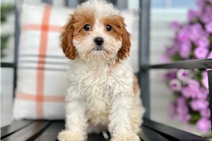 Danica - puppy for sale