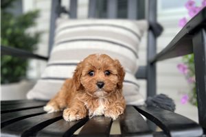 Daphne - puppy for sale