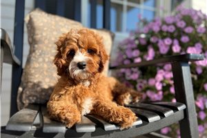 Ezekiel - Cavapoo for sale
