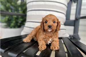 Ester - puppy for sale